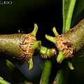 Ceriops tagal (Yellow Mangrove) コヒルギ in Centenary Lakes<br />Canon KDX (400D) + EFS60 F2.8 + SPEEDLITE 380EX